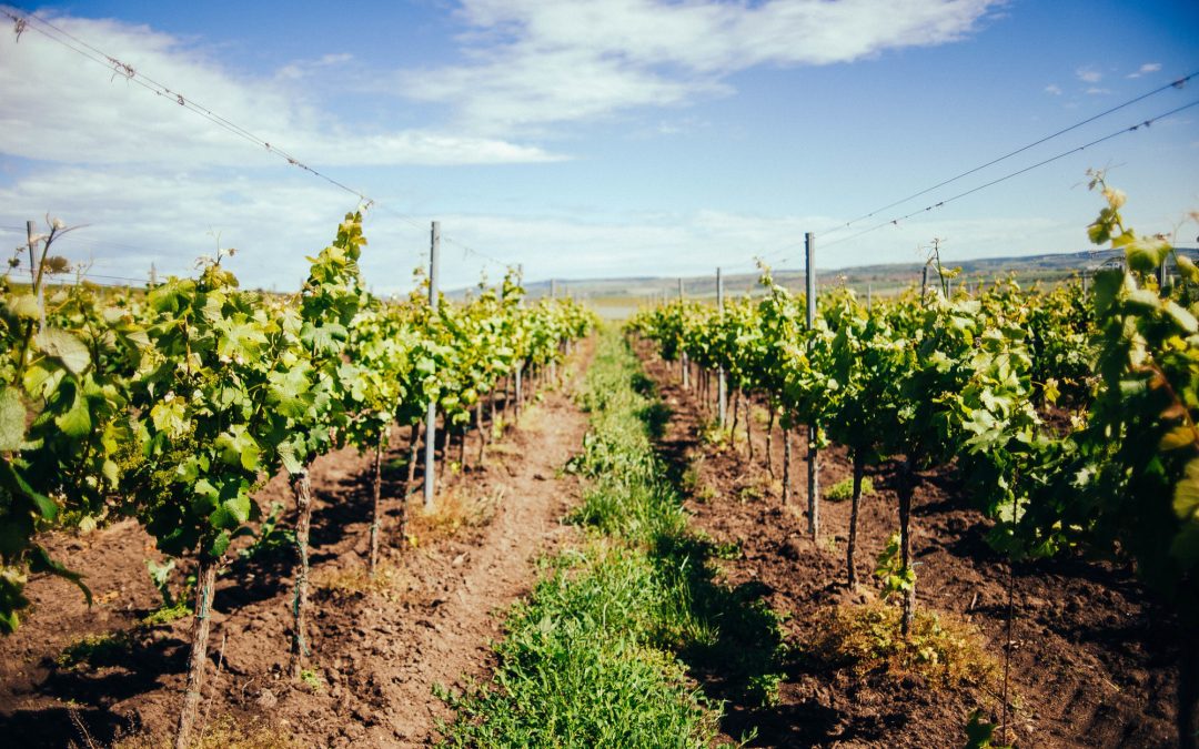 Turismo enológico en vendimia: vive septiembre en la Costa Dorada