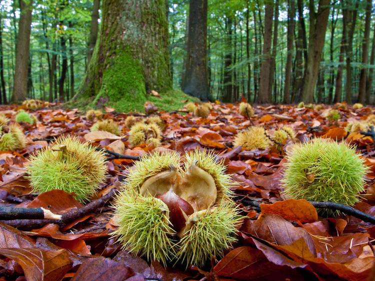 escapada de otoño en la Costa Dorada desde Alas Hotel